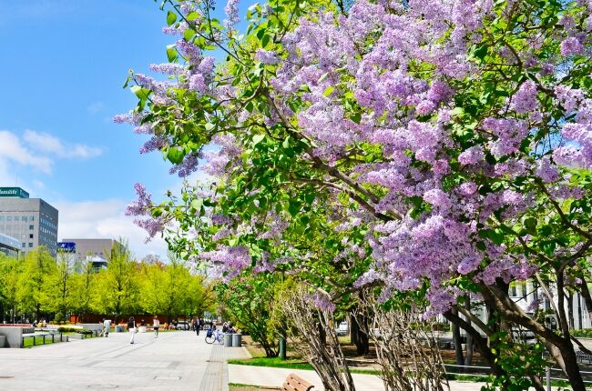 さっぽろライラックまつり 川下会場｜2026年5月30日（土）〜5月31日（日）川下公園でライラックガイドツアーやコンサートを開催！