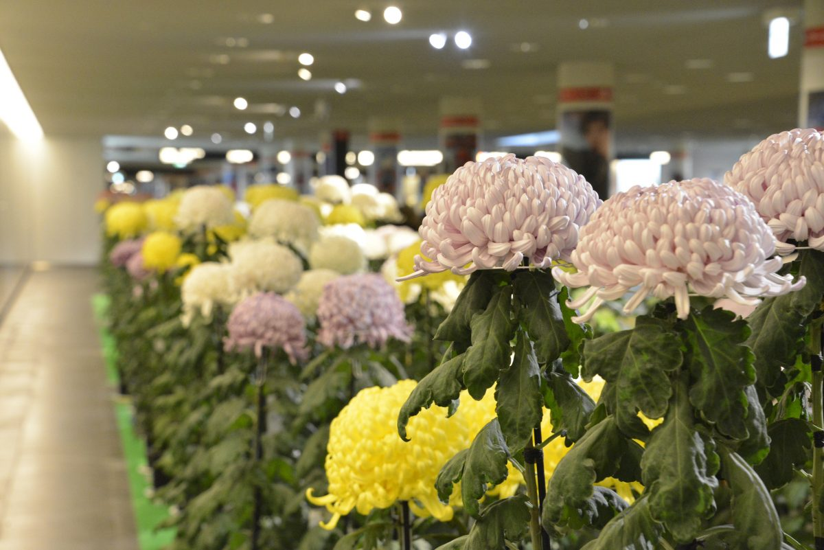 2026さっぽろ菊まつり（第64回）｜11月1日（日）〜3日（火・祝）に札幌駅前通地下歩行空間などで開催！約700点の菊花を展示